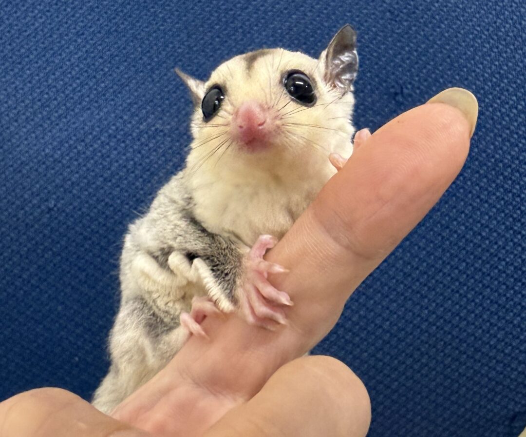フクロモモンガのメイン画像