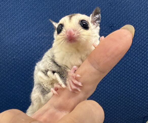 フクロモモンガのメイン画像