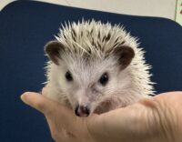 ハリネズミ（国産ベビー：ピント（スニップ）♂）の画像8