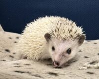 ハリネズミ（国産ベビー：ピント（スニップ）♂）の画像2