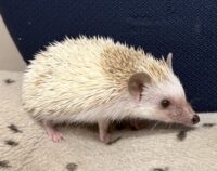 ハリネズミ（国産ベビー：シナモンピント♀）の画像8