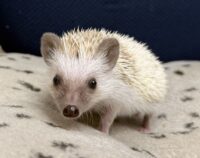 ハリネズミ（国産ベビー：シナモンピント♀）の画像5