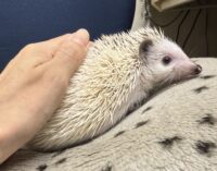 ハリネズミ（国産ベビー：ピント（スニップ）♂）の画像3