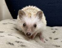 ハリネズミ（国産ベビー：シナモンピント♀）の画像9