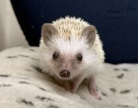 ハリネズミ（国産ベビー：シナモンピント♀）の画像3