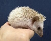 ハリネズミ（国産ベビー：シナモンピント♀）の画像7