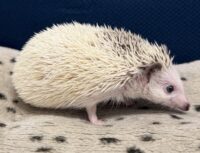 ハリネズミ（国産ベビー：ピント（スニップ）♂）の画像5