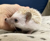 ハリネズミ（国産ベビー：シナモンピント♀）の画像4