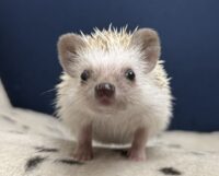 ハリネズミ（国産ベビー：シナモンピント♀）の画像1