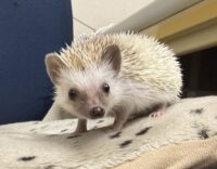 ハリネズミ（国産ベビー：シナモンピント♀）の画像2