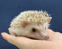 ハリネズミ（国産ベビー：シナモン♀）超懐っこいです♪の画像3