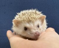 ハリネズミ（国産ベビー：シナモン♀）超懐っこいです♪の画像1