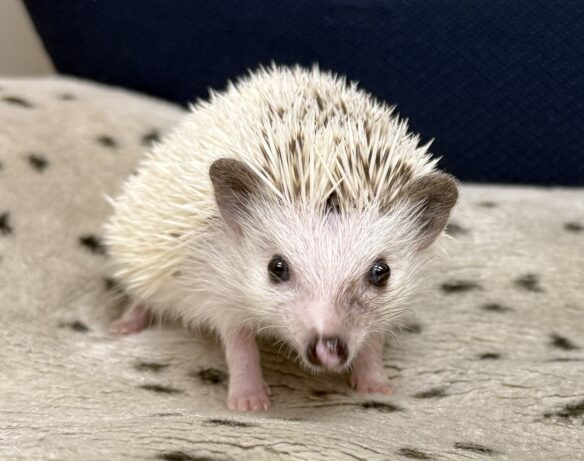 ハリネズミ（国産ベビー：ピント（スニップ）♂）のメイン画像