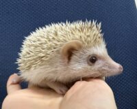 ハリネズミ（国産ベビー：シナモン♀）超懐っこいです♪の画像4