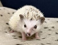 ハリネズミ（国産ベビー：ピント（スニップ）♂）の画像4