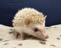 ハリネズミ（国産ベビー：シナモン♀）超懐っこいです♪の画像6