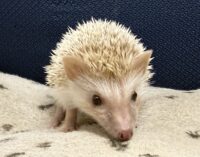 ハリネズミ（国産ベビー：シナモン♀）超懐っこいです♪の画像10