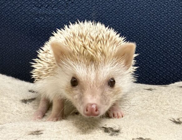 ハリネズミ（国産ベビー：シナモン♀）超懐っこいです♪のメイン画像