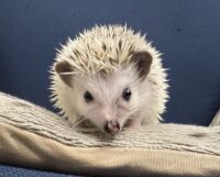 ハリネズミ（国産ベビー：ピント（スニップ）♂）の画像1