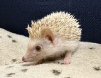 ハリネズミ（国産ベビー：シナモン♀）超懐っこいです♪の画像7