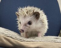 ハリネズミ（国産ベビー：ピント（スニップ）♂）の画像6