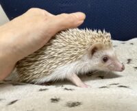 ハリネズミ（国産ベビー：シナモン♀）超懐っこいです♪の画像2