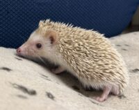 ハリネズミ（国産ベビー：シナモン♀）超懐っこいです♪の画像9