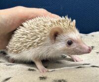 ハリネズミ（国産ベビー：シナモン♀）超懐っこいです♪の画像8