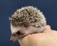 ハリネズミ（国産ベビー：パイド♀）超懐っこいです♪の画像9