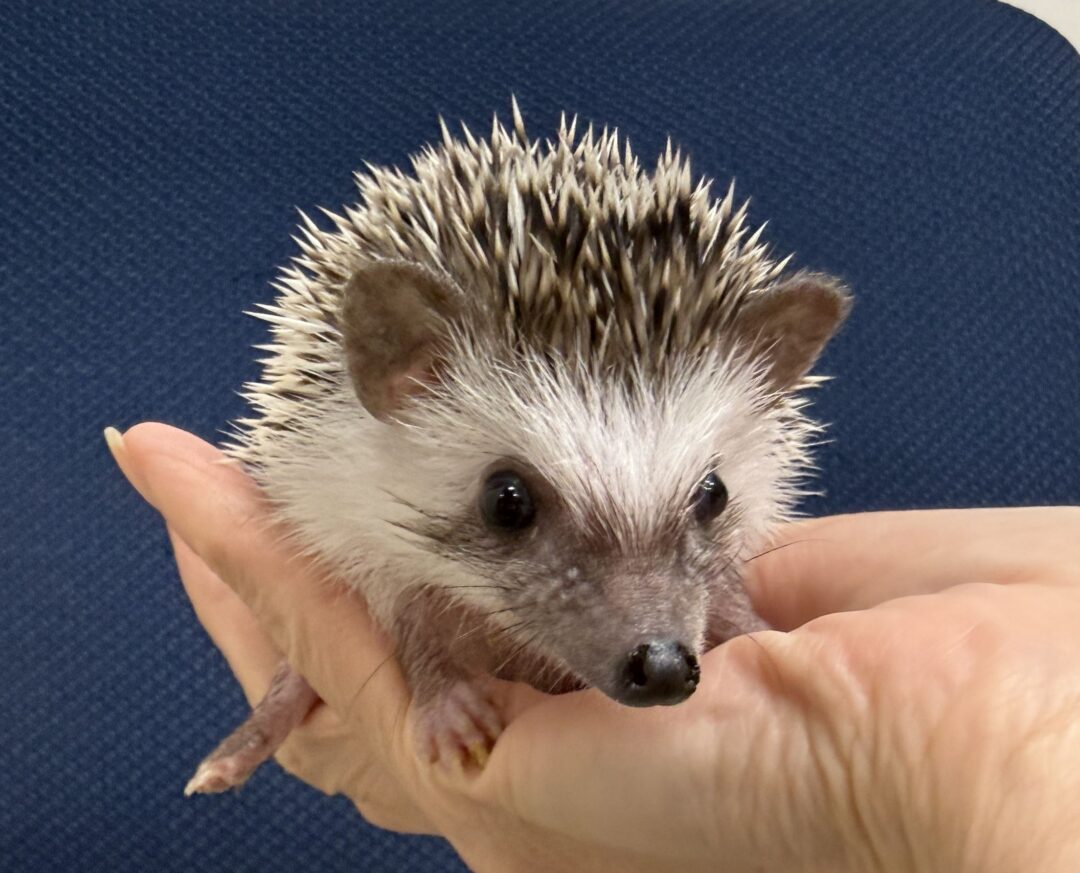 ハリネズミ（国産ベビー：パイド♀）超懐っこいです♪のメイン画像