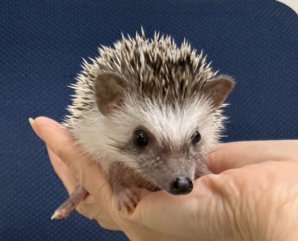 ハリネズミ（国産ベビー：パイド♀）超懐っこいです♪のメイン画像