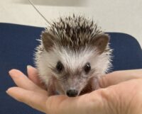 ハリネズミ（国産ベビー：パイド♀）超懐っこいです♪の画像3