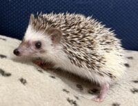 ハリネズミ（国産ベビー：パイド♀）超懐っこいです♪の画像6
