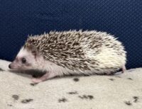 ハリネズミ（国産ベビー：パイド♀）超懐っこいです♪の画像8