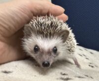 ハリネズミ（国産ベビー：パイド♀）超懐っこいです♪の画像5