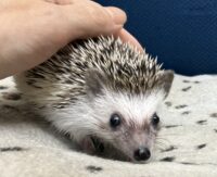 ハリネズミ（国産ベビー：パイド♀）超懐っこいです♪の画像2