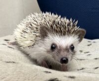 ハリネズミ（国産ベビー：パイド♀）超懐っこいです♪の画像1