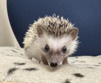 ハリネズミ（国産ベビー：パイド♀）超懐っこいです♪の画像7