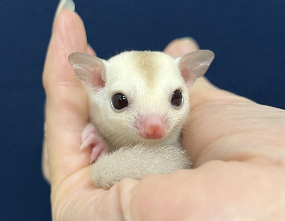 フクロモモンガ | ピュアアニマル