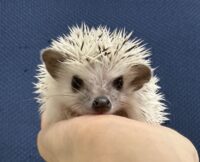 ハリネズミ（国産ベビー：ピント♂）懐っこいです♪の画像1