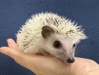 ハリネズミ（国産ベビー：ピント♂）懐っこいです♪の画像2