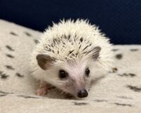 ハリネズミ（国産ベビー：ピント♂）懐っこいです♪の画像3