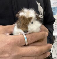 テディモルモットベビー♀（三毛）2025年9月生まれ｜ピュア☆アニマル（東京都大田区・エキゾチック専門店）の画像1