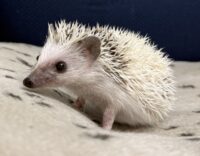 ハリネズミ（国産ベビー：ピント♂）懐っこいです♪の画像4