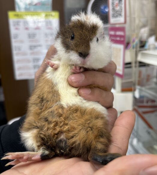 テディモルモットベビー♀（三毛）2025年9月生まれ｜ピュア☆アニマル（東京都大田区・エキゾチック専門店）のメイン画像