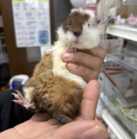 テディモルモットベビー♀（三毛）2025年9月生まれ｜ピュア☆アニマル（東京都大田区・エキゾチック専門店）の画像2