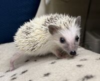 ハリネズミ（国産ベビー：ピント♂）懐っこいです♪の画像5