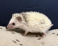 ハリネズミ（国産ベビー：ピント♂）懐っこいです♪の画像6