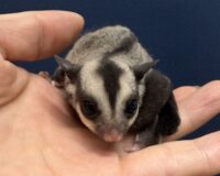 フクロモモンガの画像8