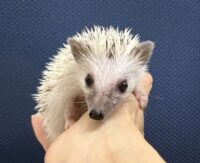 ハリネズミ（国産ベビー：ピント♂）懐っこいです♪の画像7